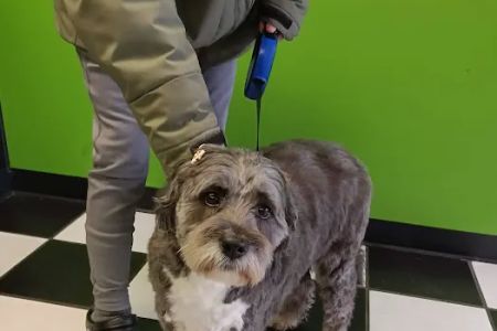 Mark Collett, DVM - Park Hills Animal Hospital