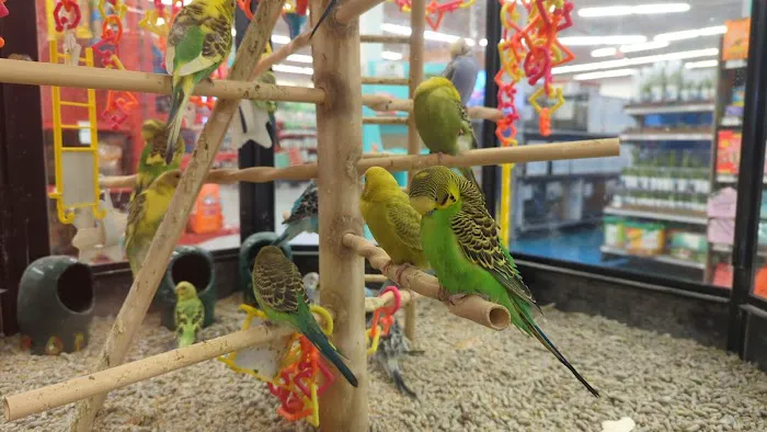 Petco 12