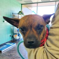 Alexandria Pike Animal Hospital PSC ico