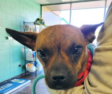 Alexandria Pike Animal Hospital PSC