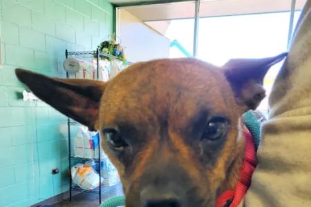 Alexandria Pike Animal Hospital PSC