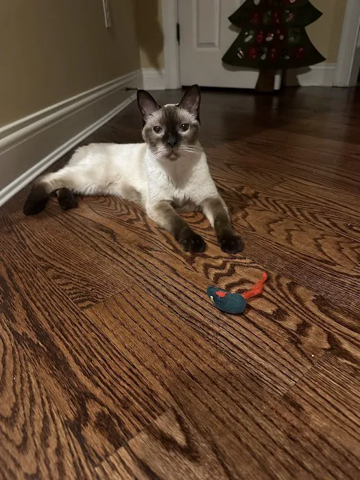 At Home Veterinary House Calls 12