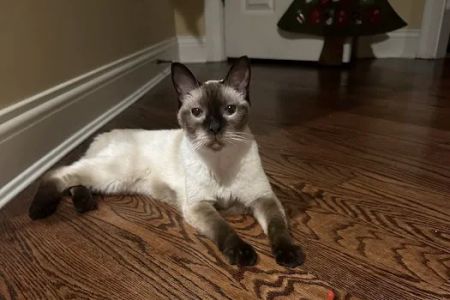 At Home Veterinary House Calls