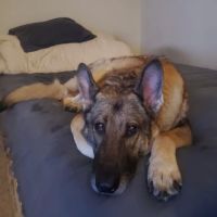 Noah's Ark Animal Clinic of Ft. Wright ico