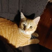 Fort Thomas Animal Hospital ico