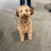 Beechmont Pet Hospital ico
