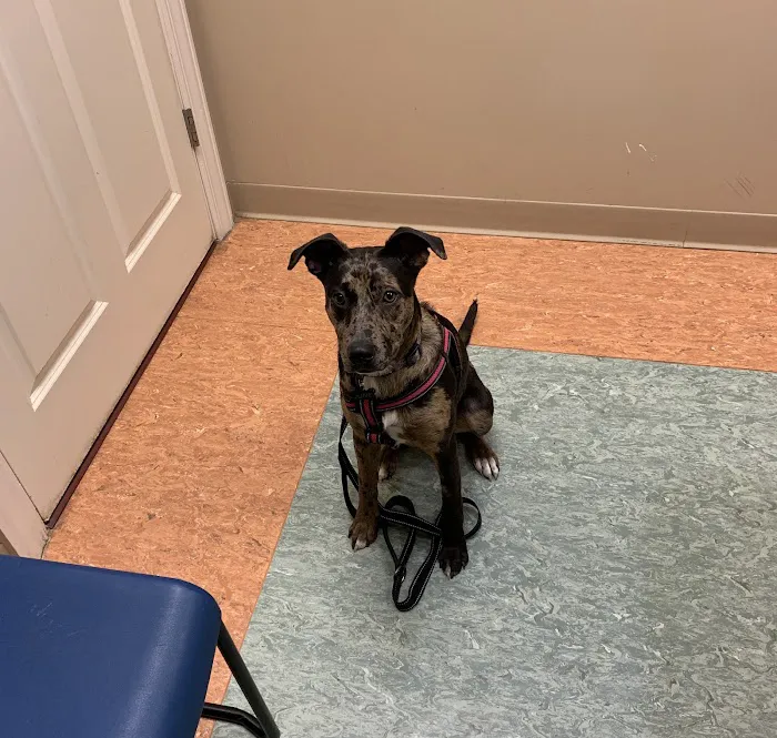Beechmont Pet Hospital 9