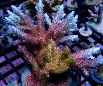 Sunnyside Corals