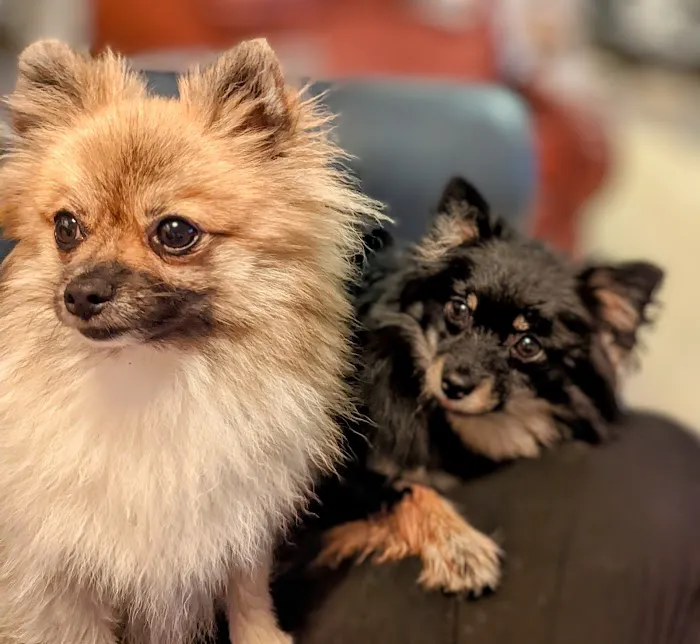 Family Animal Hospital 12