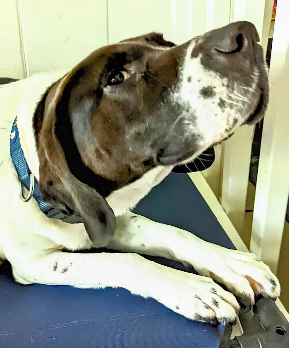 Family Animal Hospital 12