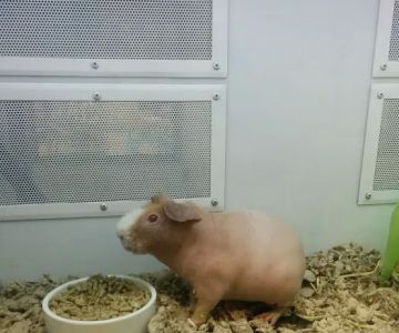 Petco