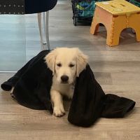 Hillside Small Animal Hospital ico