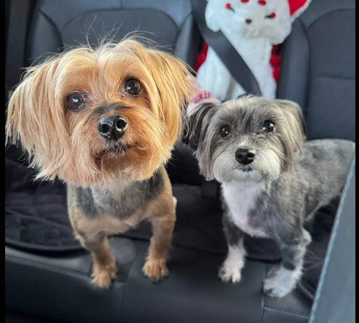 Petco 12