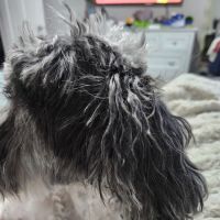 Petco ico
