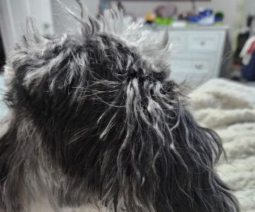 Petco