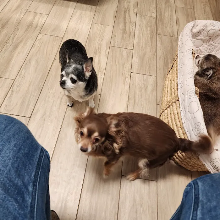 Main Street Animal Hospital 12