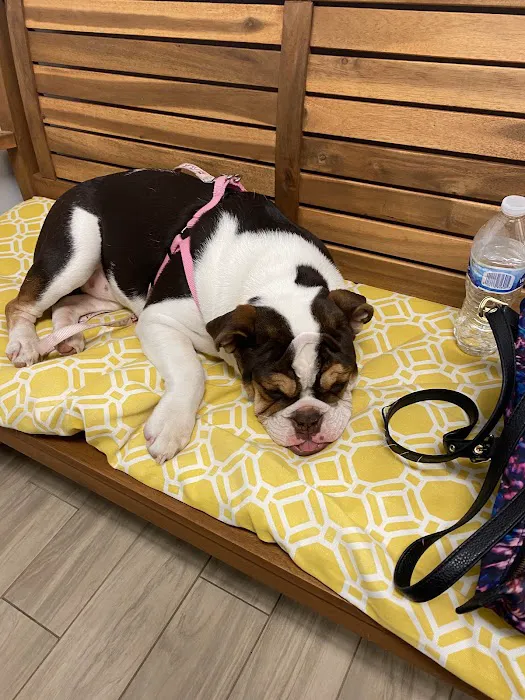 Main Street Animal Hospital 12