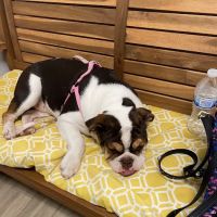 Main Street Animal Hospital ico