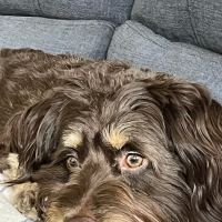 Lake Pointe Veterinary Hospital ico