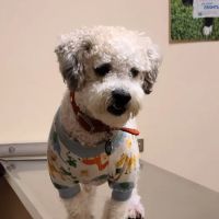 Shirkey Veterinary Clinic ico