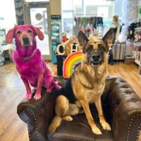Synergy Pet ico