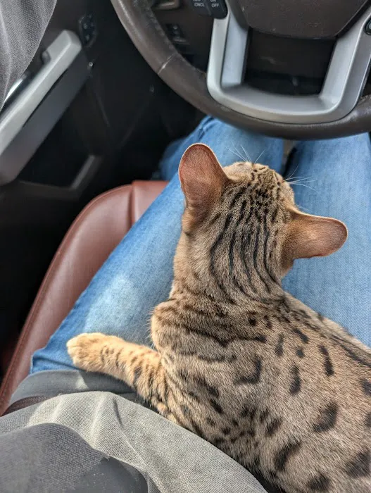 Select Exotics Savannah Cats 12