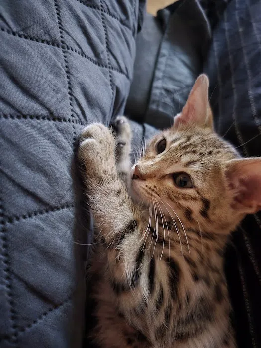 Select Exotics Savannah Cats 12