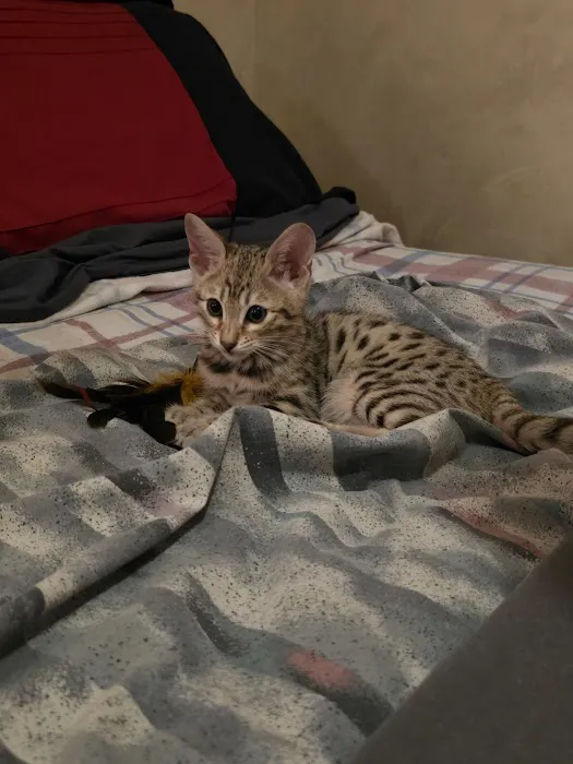 Select Exotics Savannah Cats 12
