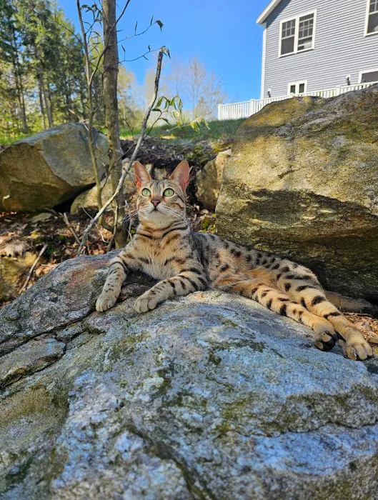 Select Exotics Savannah Cats 12
