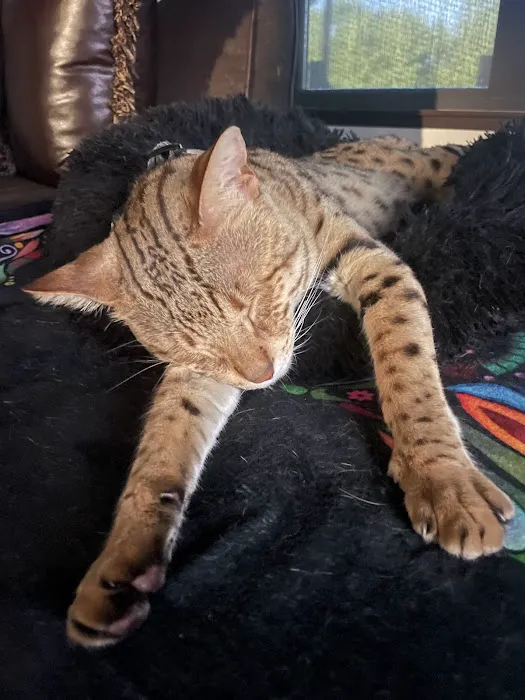 Select Exotics Savannah Cats 12
