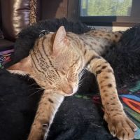 Select Exotics Savannah Cats ico