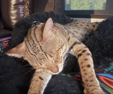 Select Exotics Savannah Cats