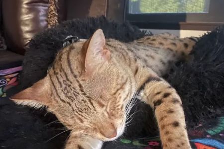 Select Exotics Savannah Cats
