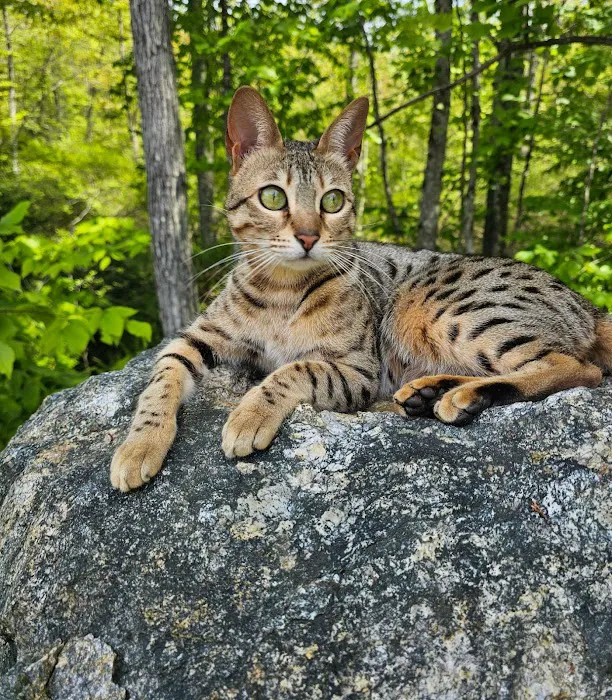 Select Exotics Savannah Cats 12