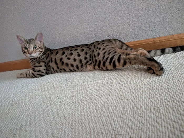 Select Exotics Savannah Cats 12
