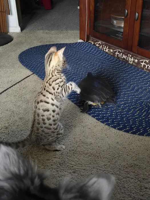 Select Exotics Savannah Cats 12