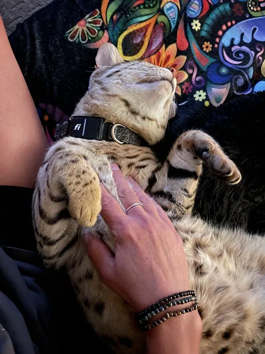 Select Exotics Savannah Cats 12
