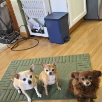 DeForest Veterinary Clinic ico
