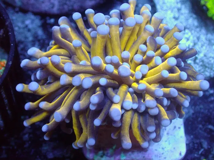 Corals Coral and More 12