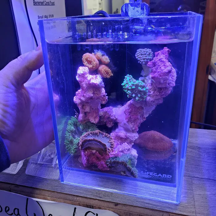Corals Coral and More 12