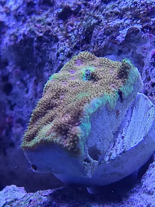 Corals Coral and More 12