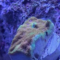 Corals Coral and More ico