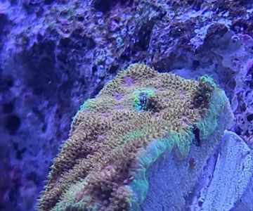 Corals Coral and More