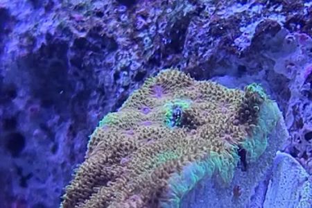 Corals Coral and More