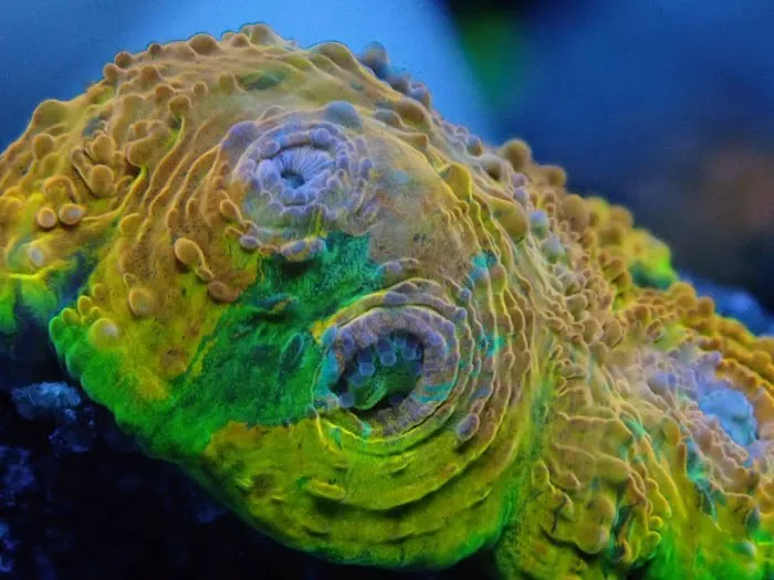 Corals Coral and More 12
