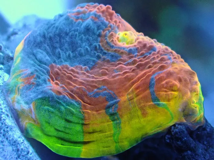 Corals Coral and More 12