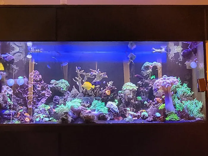 Corals Coral and More 12