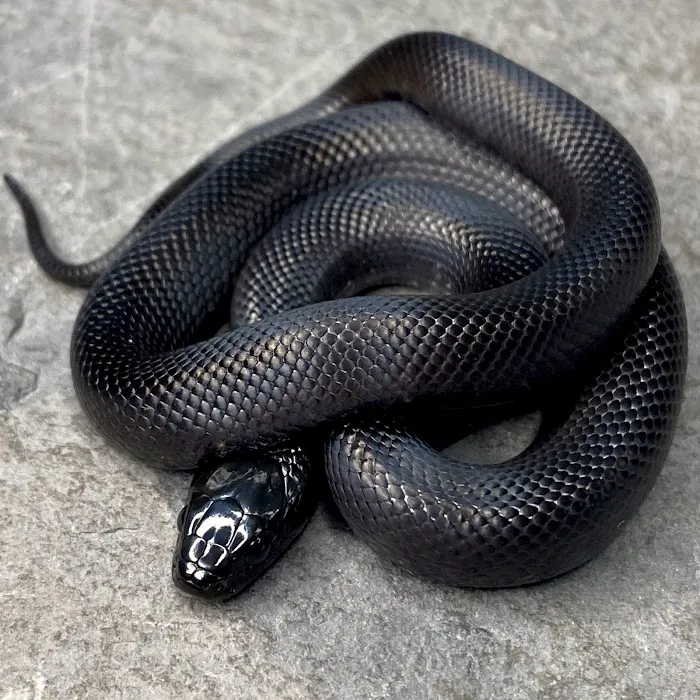 Great Basin Serpentarium 12