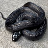 Great Basin Serpentarium ico