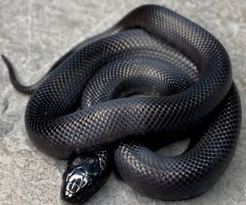 Great Basin Serpentarium